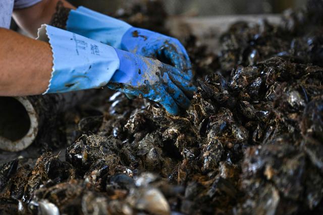 Shellfish farmer and oyster grower Maiwenn Thibault works with mussels at Huitres de Bouzigues' farm, on the Etang de Thau in Loupian, southern France, on July 9, 2026. (Photo by Gabriel BOUYS / AFP)