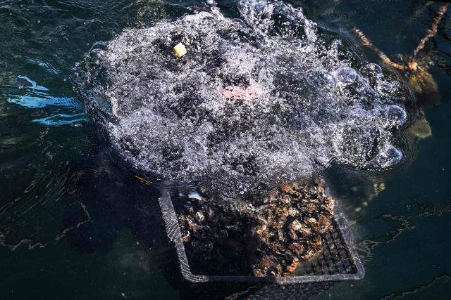 Shellfish farmer and oyster grower Simon Julien dives to harvest mussels at Huitres de Bouzigues' farm, on the Etang de Thau in Loupian, southern France, on July 9, 2026. (Photo by Gabriel BOUYS / AFP)