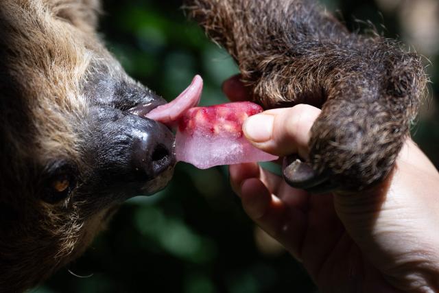 A Linnaeus's two-toed sloth licks an ice block with food at the Mulhouse zoo, eastern France, on July 10, 2026. The third heatwave in two months in France is gaining ground with nine departments in the West under red alert on July 10, 2026 and more than twenty on July 10, 2026, extreme heat set to persist at least until the middle of next week. (Photo by SEBASTIEN BOZON / AFP)