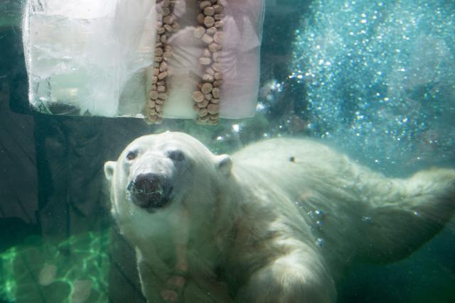 A polar bear swims next to an ice block with food at the Mulhouse zoo, eastern France, on July 10, 2026. The third heatwave in two months in France is gaining ground with nine departments in the West under red alert on July 10, 2026 and more than twenty on July 10, 2026, extreme heat set to persist at least until the middle of next week. (Photo by SEBASTIEN BOZON / AFP)