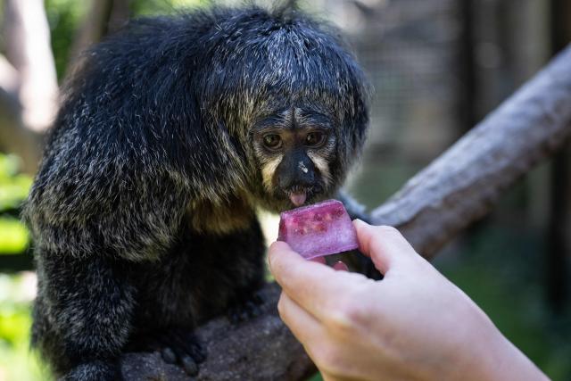 A white-faced saki licks an ice block with food at the Mulhouse zoo, eastern France, on July 10, 2026. The third heatwave in two months in France is gaining ground with nine departments in the West under red alert on July 10, 2026 and more than twenty on July 10, 2026, extreme heat set to persist at least until the middle of next week. (Photo by SEBASTIEN BOZON / AFP)