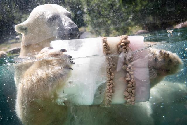 A polar bear refreshes while grabbing an ice block with food at the Mulhouse zoo, eastern France, on July 10, 2026. The third heatwave in two months in France is gaining ground with nine departments in the West under red alert on July 10, 2026 and more than twenty on July 10, 2026, extreme heat set to persist at least until the middle of next week. (Photo by SEBASTIEN BOZON / AFP)