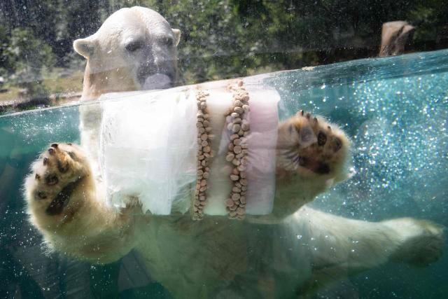 A polar bear refreshes while grabbing an ice block with food at the Mulhouse zoo, eastern France, on July 10, 2026. The third heatwave in two months in France is gaining ground with nine departments in the West under red alert on July 10, 2026 and more than twenty on July 10, 2026, extreme heat set to persist at least until the middle of next week. (Photo by SEBASTIEN BOZON / AFP)