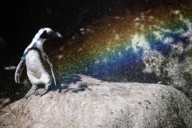 An African penguin stays under a misting system at the Mulhouse zoo, eastern France on July 10, 2026. The third heatwave in two months in France is gaining ground with nine departments in the West under red alert on July 10, 2026 and more than twenty on July 10, 2026, extreme heat set to persist at least until the middle of next week. (Photo by SEBASTIEN BOZON / AFP)
