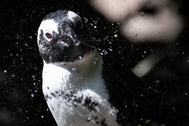 An African penguin stays under a misting system at the Mulhouse zoo, eastern France on July 10, 2026. The third heatwave in two months in France is gaining ground with nine departments in the West under red alert on July 10, 2026 and more than twenty on July 10, 2026, extreme heat set to persist at least until the middle of next week. (Photo by SEBASTIEN BOZON / AFP)