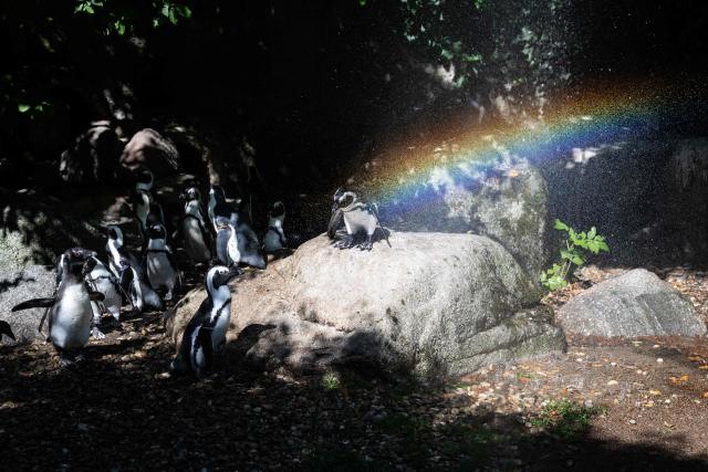An African penguin stays under a misting system at the Mulhouse zoo, eastern France on July 10, 2026. The third heatwave in two months in France is gaining ground with nine departments in the West under red alert on July 10, 2026 and more than twenty on July 10, 2026, extreme heat set to persist at least until the middle of next week. (Photo by SEBASTIEN BOZON / AFP)