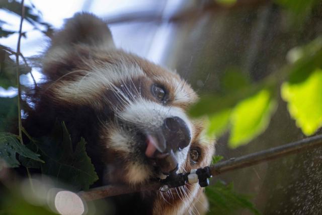 A red panda licks a misting system at the Mulhouse zoo, eastern France on July 10, 2026. The third heatwave in two months in France is gaining ground with nine departments in the West under red alert on July 10, 2026 and more than twenty on July 10, 2026, extreme heat set to persist at least until the middle of next week. (Photo by SEBASTIEN BOZON / AFP)