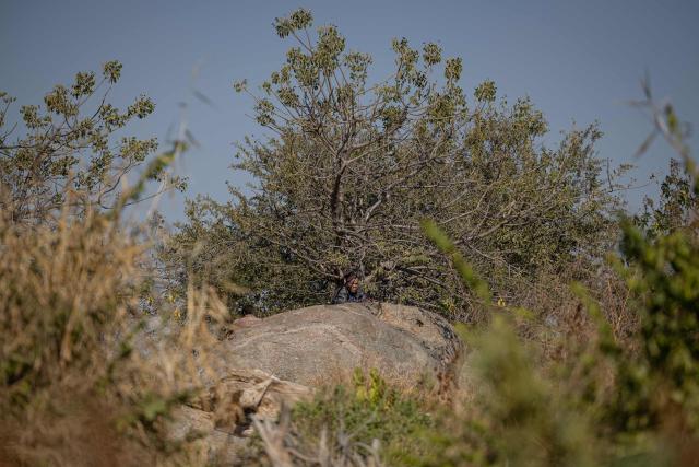 A man hides in vegetation along the South Africa-Zimbabwe border near the Beitbridge border crossing as Border Management Authority (BMA) officers patrol the area on July 9, 2026, attempting to cross the border outside the official port of entry. Several thousands more foreign nationals clamoured to leave South Africa on July 3, many of them gathered near the Zimbabwe border after a push that has already seen around 35,000 go home. The exodus began weeks ago as fringe groups began demanding all illegal migrants leave by June 30, in a campaign that saw violent protests and clashes. Thousands of foreigners awaited the journey home inside sprawling white tarpaulin tents serving as a temporary repatriation centre after fleeing deadly anti-immigrant protests in South Africa. More than 21,000 people had been housed and processed at the facility, according to its manager, Limpopo provincial Home Affairs chief Albert Matsaung. (Photo by EMMANUEL CROSET / AFP)