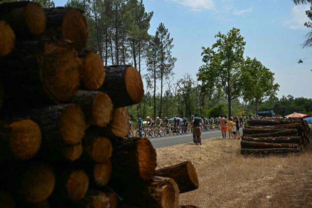 The pack of riders (peloton) past stacks of timber in the Landes de Gironde natural park during the 7th stage of the 113th edition of the Tour de France cycling race, 175,1 km between Hagetmau and Bordeaux in southwestern France, on July 10, 2026. (Photo by Loic VENANCE / AFP)