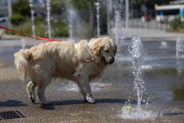 A dog plays with a tennis ball in a public fountain in Lorient, western France on July 10, 2026, as a new heatwave hits France. (Photo by Fred TANNEAU / AFP)
