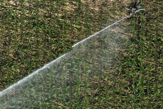 This aerial photograph shows a sprinkler irrigating a cornfield in Tierce, western France, on July 10, 2026 (Photo by Damien MEYER / AFP)