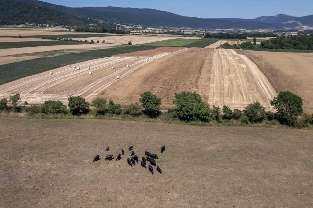 Cows are graze in a parched field as a new heatwave hits part of Switzerland, near Les Geneveys-sur-Coffrane, western Switzerland, on July 10, 2026. (Photo by Fabrice COFFRINI / AFP)