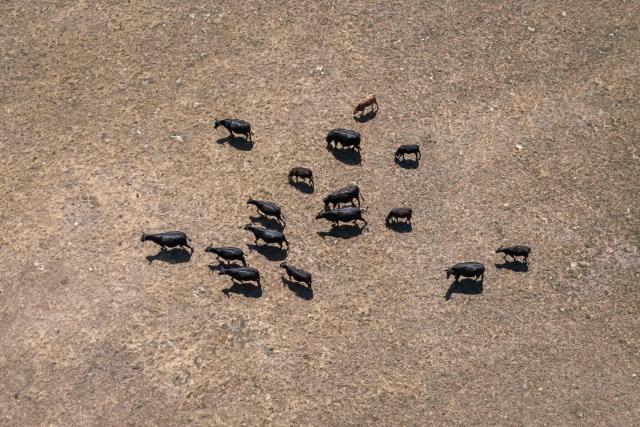 Cows are graze in a parched field as a new heatwave hits part of Switzerland, near Les Geneveys-sur-Coffrane, western Switzerland, on July 10, 2026. (Photo by Fabrice COFFRINI / AFP)