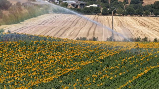 This aerial photograph shows a sprinkler irrigating a sunflower field in La Pommeraye, western France, on July 10, 2026. (Photo by Damien MEYER / AFP)