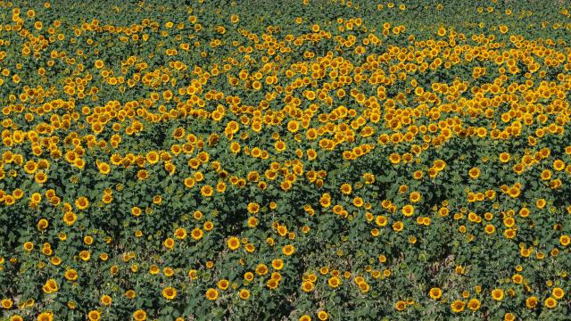 This aerial photograph shows a sunflower field at La Pommeraye, western France, on July 10, 2026. (Photo by Damien MEYER / AFP)
