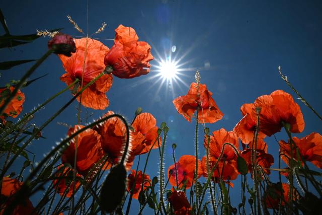 TOPSHOT - Poppy flowers stand in full bloom near a grain field in Dortmund, western Germany on July 10, 2026. (Photo by Ina FASSBENDER / AFP)