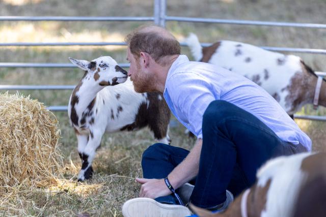 Britain's Prince Harry, Duke of Sussex, reacts as he takes part in a 'Goat Yoga' class as he attends 'Scotty's Summer Festival' at Maxstoke Castle near Birmingham, central England on July 11, 2026. (Photo by Heathcliff O'MALLEY / POOL / AFP)