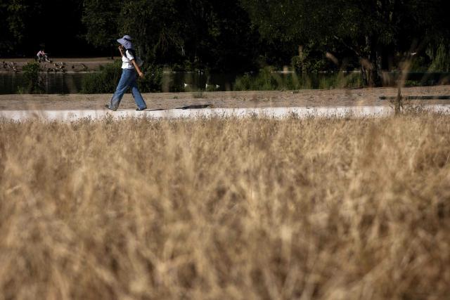 A woman walks past the heat-scorched grass during a heatwave at the Bois de Vincennes park in Paris on July 11, 2026 (Photo by Behrouz MEHRI / AFP)