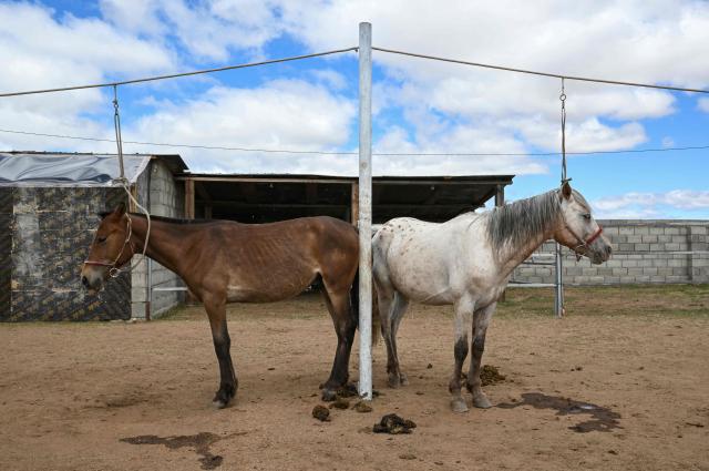 Horses belonging to the Gantumur's family are pictured at the family stable on the outskirts of Ulaanbaatar on June 23, 2026. Six-year-old Hurts Gantumur raced across the Mongolian grasslands astride a galloping horse, training to become a child jockey in the country's biggest cultural festival. (Photo by Adek BERRY / AFP) / To go with 'Mongolia-Festival-Jockey' Visual story by Mungunsor Purevsuren
