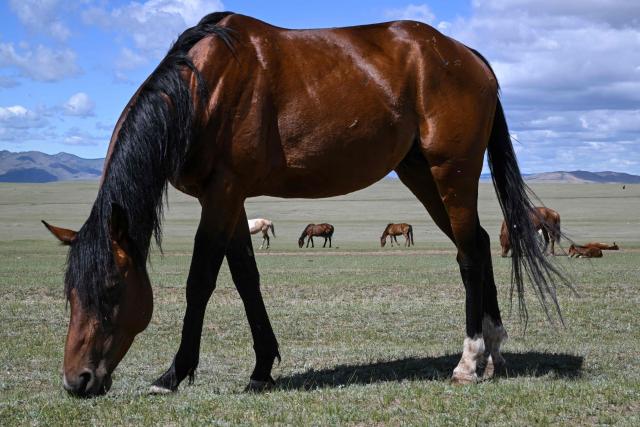 Horses graze in a field on the outskirts of Ulaanbaatar on June 23, 2026. Six-year-old Hurts Gantumur raced across the Mongolian grasslands astride a galloping horse, training to become a child jockey in the country's biggest cultural festival. (Photo by Adek BERRY / AFP) / To go with 'Mongolia-Festival-Jockey' Visual story by Mungunsor Purevsuren