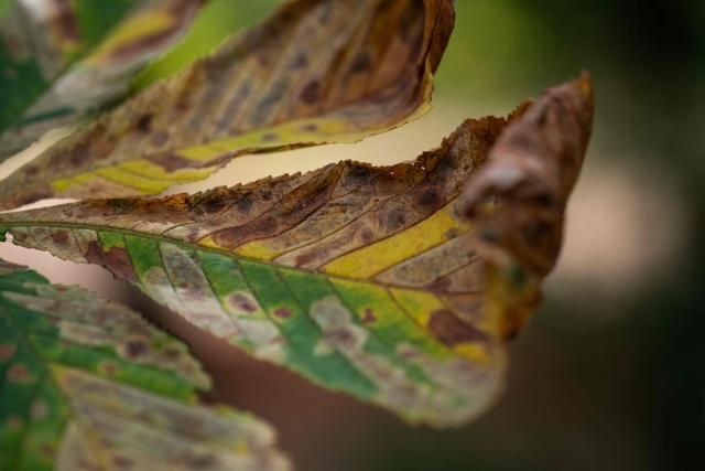 This photograph shows leaves infected with horse-chestnut leaf miner (Cameraria ohridella) at the Vincennes Woods, a park in eastern Paris, on July 13, 2026, amid a heatwave. The Paris region, and large parts of the rest of France, is currently experiencing the third heatwave since May 2026, increasing the risk of fires. The three heatwaves have seen temperature records broken in several countries across Europe and have caused thousands of excess deaths, according to estimates in Belgium, Britain, France and Spain. (Photo by Martin LELIEVRE / AFP)