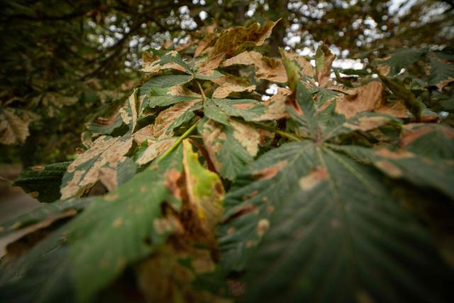 This photograph shows leaves infected with horse-chestnut leaf miner (Cameraria ohridella) at the Vincennes Woods, a park in eastern Paris, on July 13, 2026, amid a heatwave. The Paris region, and large parts of the rest of France, is currently experiencing the third heatwave since May 2026, increasing the risk of fires. The three heatwaves have seen temperature records broken in several countries across Europe and have caused thousands of excess deaths, according to estimates in Belgium, Britain, France and Spain. (Photo by Martin LELIEVRE / AFP)