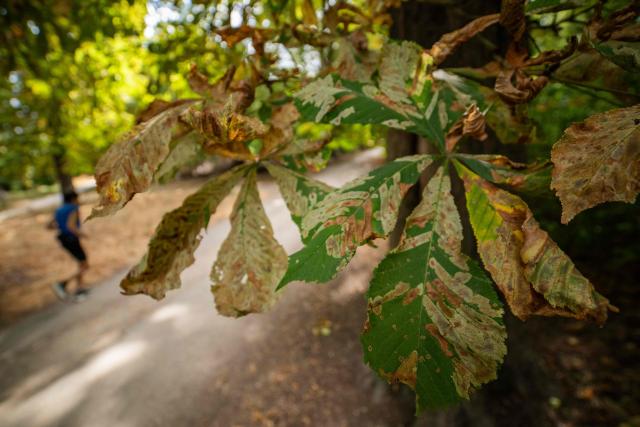 This photograph shows leaves infected with horse-chestnut leaf miner (Cameraria ohridella) at the Vincennes Woods, a park in eastern Paris, on July 13, 2026, amid a heatwave. The Paris region, and large parts of the rest of France, is currently experiencing the third heatwave since May 2026, increasing the risk of fires. The three heatwaves have seen temperature records broken in several countries across Europe and have caused thousands of excess deaths, according to estimates in Belgium, Britain, France and Spain. (Photo by Martin LELIEVRE / AFP)
