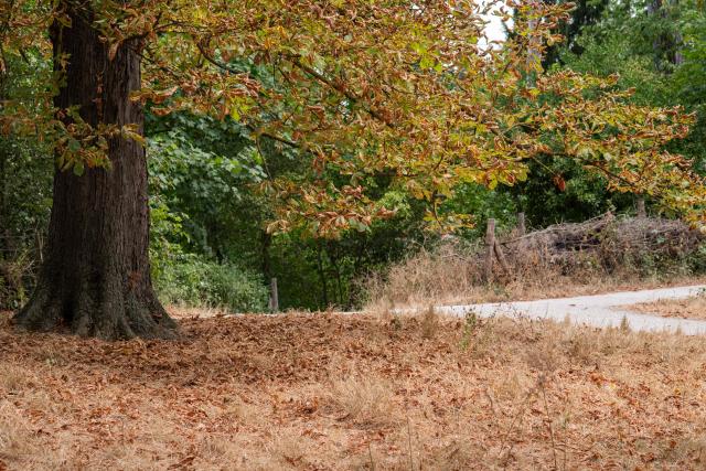 This photograph shows dried out leaves on the ground underneath a tree infected with a horse-chestnut leaf miner (Cameraria ohridella) at the Vincennes Woods, a park in eastern Paris, on July 13, 2026, amid a heatwave. The Paris region, and large parts of the rest of France, is currently experiencing the third heatwave since May 2026, increasing the risk of fires. The three heatwaves have seen temperature records broken in several countries across Europe and have caused thousands of excess deaths, according to estimates in Belgium, Britain, France and Spain. (Photo by Martin LELIEVRE / AFP)