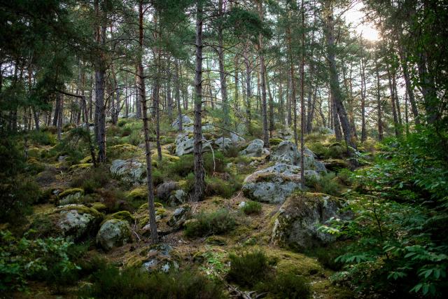 (FILES) This photograph shows a section of the 25 bumps hiking path at the Fontainebleau forest, near Noisy-sur-Ecole, south of Paris on August 6, 2025. A rocky chaos, oceanic sands, a fairy pond: former hunting estate of the kings of France, the Fontainebleau forest is a vast massif southeast of Paris, a green lung of exceptional biodiversity.
On the morning of July 13, 2026, an extraordinary fire had swept through some 800 hectares of the massif's 25,000 hectares - including 23,000 ha of public forest, managed by the National Forestry Office (ONF).
This is the worst fire since those of 1921 (762 hectares) and 1945 (825 ha), according to archives dating back to 1863, notes Sophie David, head of the environment and public reception department at ONF Ile-de-France-Est and archaeologist specializing in Fontainebleau. (Photo by Martin LELIEVRE / AFP)