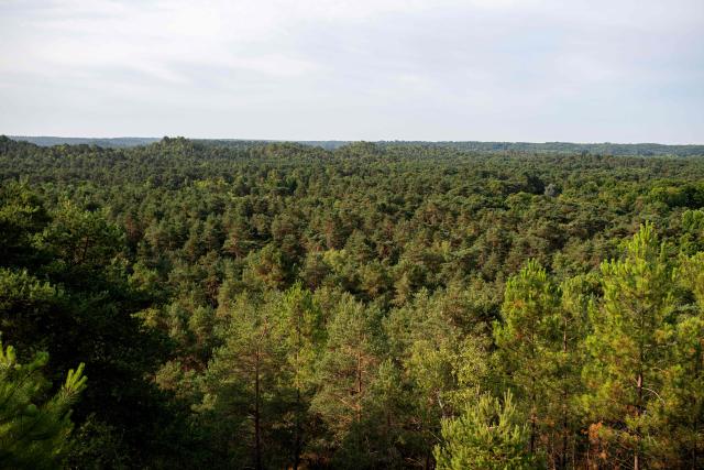 (FILES) This photograph shows a general view of the Fontainebleau forest from a section of the 25 bumps hiking path, near Noisy-sur-Ecole, south of Paris on August 6, 2025. A rocky chaos, oceanic sands, a fairy pond: former hunting estate of the kings of France, the Fontainebleau forest is a vast massif southeast of Paris, a green lung of exceptional biodiversity.
On the morning of July 13, 2026, an extraordinary fire had swept through some 800 hectares of the massif's 25,000 hectares - including 23,000 ha of public forest, managed by the National Forestry Office (ONF).
This is the worst fire since those of 1921 (762 hectares) and 1945 (825 ha), according to archives dating back to 1863, notes Sophie David, head of the environment and public reception department at ONF Ile-de-France-Est and archaeologist specializing in Fontainebleau. (Photo by Martin LELIEVRE / AFP)