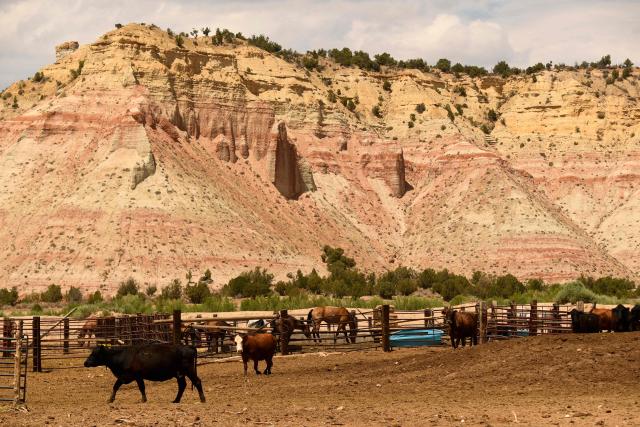 (FILES) Cattle and horses in a corral alongside a highway through the Grand Staircase-Escalante National Monument in Utah on July 21, 2021. President Donald Trump is expected to sign an executive order on July 13, 2026, drastically shrinking two national monuments in Utah, paving the way for fossil fuel extraction and mining, according to US media reports. The fossil-rich Grand Staircase-Escalante, which covers 1.9 million acres, was established as a monument in 1996 under then-president Bill Clinton. Bears Ears, which covers 1.35 million acres, was proclaimed in 2016 under then-president Barack Obama on the basis of its cultural sites sacred to Indigenous tribes. (Photo by Patrick T. FALLON / AFP)