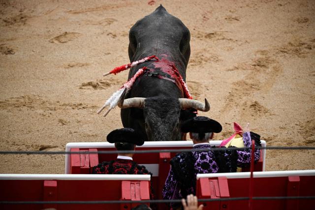 A Miura's fighting bull is pictured during the corrida at the Plaza de Toros bullring in the San Fermin festival in Pamplona, northern Spain, on July 13, 2026. (Photo by ANDER GILLENEA / AFP)