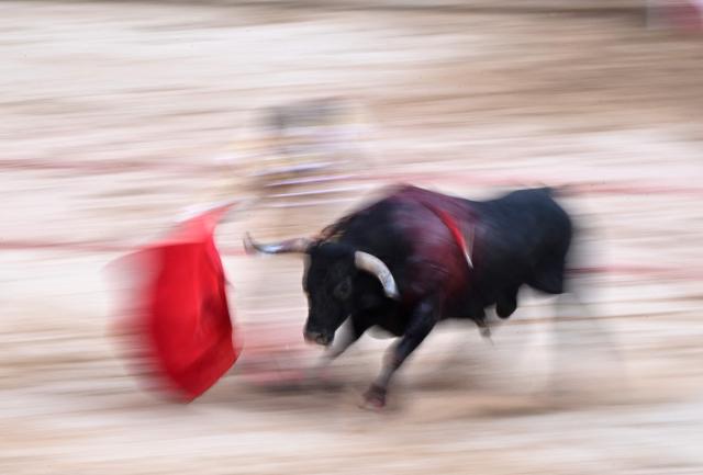 Venezuelan Jose Enrique Colombo performs a pass to a Miura's fighting bull  during the corrida at the Plaza de Toros bullring in the San Fermin festival in Pamplona, northern Spain, on July 13, 2026. (Photo by ANDER GILLENEA / AFP)