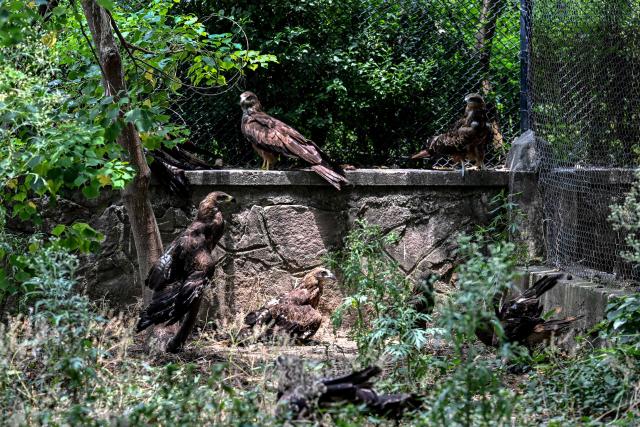 This photograph taken on July 7, 2026 shows kites resting inside a cage at the Margallah Wildlife Rescue Centre in Islamabad. Cradling an Asian koel in his hands, wildlife officer Zaheer Ahmed gently stretched its wings as part of a health checkup to rehabilitate birds hit with dehydration or heatstroke in Pakistan's capital. (Photo by Farooq NAEEM / AFP)