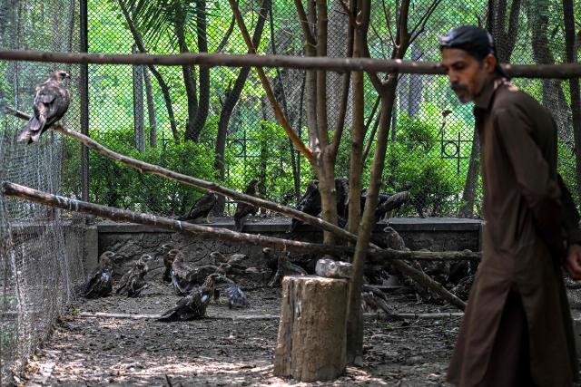 This photograph taken on July 7, 2026 shows wildlife officer Zaheer Ahmed monitoring kites at the Margallah Wildlife Rescue Centre in Islamabad. Cradling an Asian koel in his hands, wildlife officer Zaheer Ahmed gently stretched its wings as part of a health checkup to rehabilitate birds hit with dehydration or heatstroke in Pakistan's capital. (Photo by Farooq NAEEM / AFP)