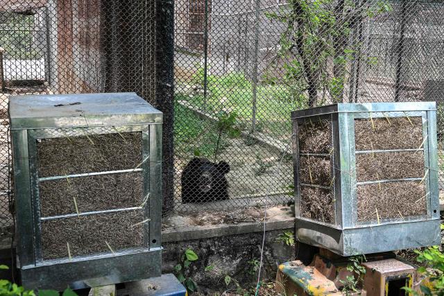 This photograph taken on July 7, 2026 shows a black bear standing in front of air coolers inside an enclosure at the Margallah Wildlife Rescue Centre in Islamabad. Cradling an Asian koel in his hands, wildlife officer Zaheer Ahmed gently stretched its wings as part of a health checkup to rehabilitate birds hit with dehydration or heatstroke in Pakistan's capital. (Photo by Farooq NAEEM / AFP)