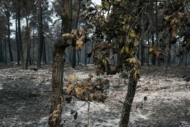 This photograph shows burnt undergrowth following a fire in the Fontainebleau Forest, in Noisy-sur-Ecole, in the Paris' Ile-de-France region on July 14, 2026. The fires that have been raging since July 12, 2026 afternoon in the Fontainebleau forest had spread across more than 1,900 hectares by July 14, 2026 morning, according to the Seine-et-Marne fire service, which hopes the fire will be brought under control later today. (Photo by Dimitar DILKOFF / AFP)