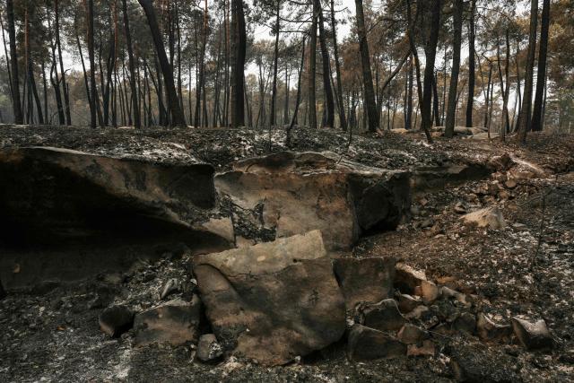 This photograph shows burnt undergrowth following a fire in the Fontainebleau Forest, in Noisy-sur-Ecole, in the Paris' Ile-de-France region on July 14, 2026. The fires that have been raging since July 12, 2026 afternoon in the Fontainebleau forest had spread across more than 1,900 hectares by July 14, 2026 morning, according to the Seine-et-Marne fire service, which hopes the fire will be brought under control later today. (Photo by Dimitar DILKOFF / AFP)