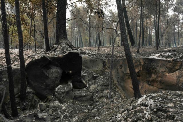 This photograph shows burnt undergrowth following a fire in the Fontainebleau Forest, in Noisy-sur-Ecole, in the Paris' Ile-de-France region on July 14, 2026. The fires that have been raging since July 12, 2026 afternoon in the Fontainebleau forest had spread across more than 1,900 hectares by July 14, 2026 morning, according to the Seine-et-Marne fire service, which hopes the fire will be brought under control later today. (Photo by Dimitar DILKOFF / AFP)