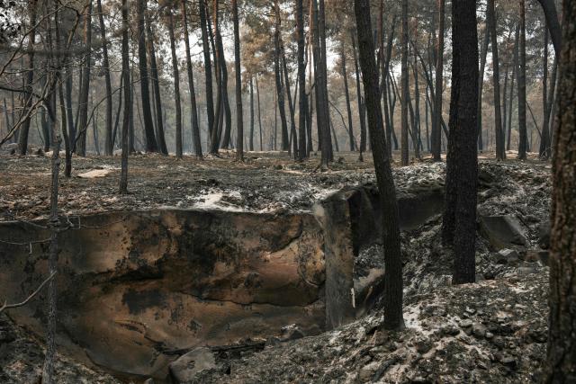 This photograph shows burnt undergrowth following a fire in the Fontainebleau Forest, in Noisy-sur-Ecole, in the Paris' Ile-de-France region on July 14, 2026. The fires that have been raging since July 12, 2026 afternoon in the Fontainebleau forest had spread across more than 1,900 hectares by July 14, 2026 morning, according to the Seine-et-Marne fire service, which hopes the fire will be brought under control later today. (Photo by Dimitar DILKOFF / AFP)