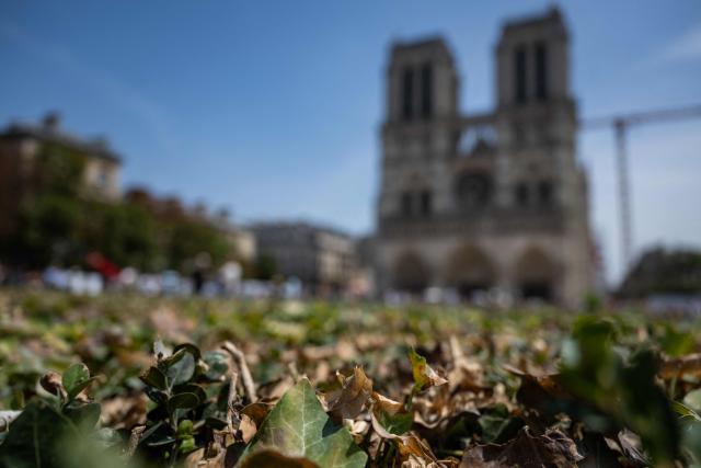 This photograph shows dried out leaves of a bush with the Notre-Dame Cathedral in the background amid a heatwave in central Paris on July 14, 2026. The Paris region, and large parts of the rest of France, is currently experiencing the third heatwave since May 2026, increasing the risk of fires. The three heatwaves have seen temperature records broken in several countries across Europe and have caused thousands of excess deaths, according to estimates in Belgium, Britain, France and Spain. (Photo by Martin LELIEVRE / AFP)