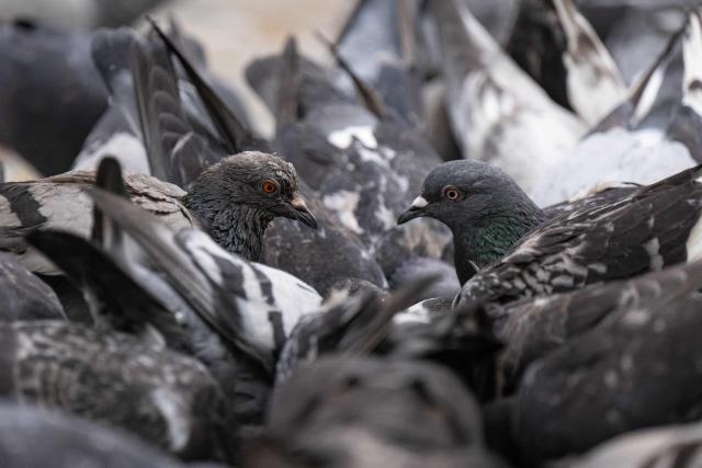 This photograph shows a flock of feral pigeons around food in central Paris on July 15, 2026. (Photo by Martin LELIEVRE / AFP)