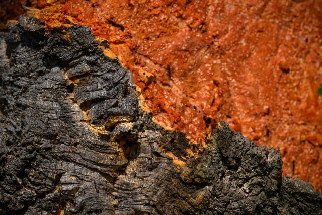 This photograph shows a section of oak bark during a cork harvest for Diam Bouchonage in a cork oak forest in Saint-Jean-Pla-de-Corts, southwestern France, July 17, 2026. (Photo by Lionel BONAVENTURE / AFP)