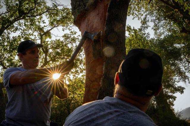 Lumberjacks specializing in harvesting cork from cork oak trees work during a cork harvest for Diam Bouchonage in a cork oak forest in Saint-Jean-Pla-de-Corts, southwestern France, July 17, 2026. (Photo by Lionel BONAVENTURE / AFP)