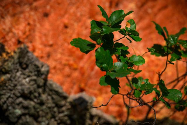 This photograph shows oak bark during a cork harvest for Diam Bouchonage in a cork oak forest in Saint-Jean-Pla-de-Corts, southwestern France, July 17, 2026. (Photo by Lionel BONAVENTURE / AFP)