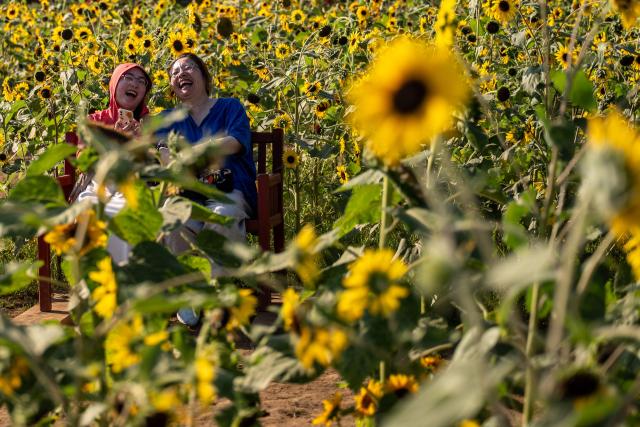 Visitors laugh in a sunflower field at Sakura Furusato Square in Sakura City, Chiba prefecture on July 20, 2026. (Photo by Philip FONG / AFP)