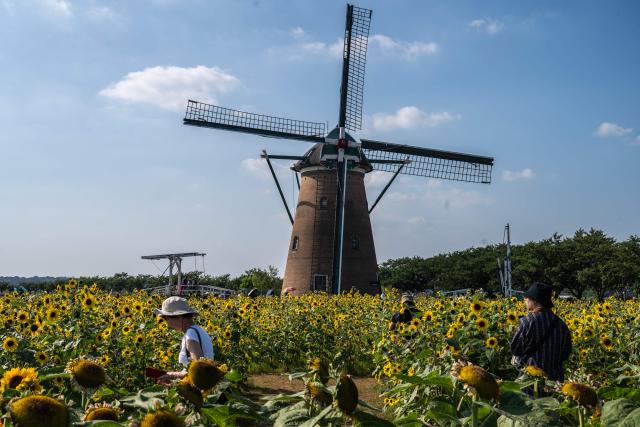 People visit a sunflower field at Sakura Furusato Square in Sakura City, Chiba prefecture on July 20, 2026. (Photo by Philip FONG / AFP)