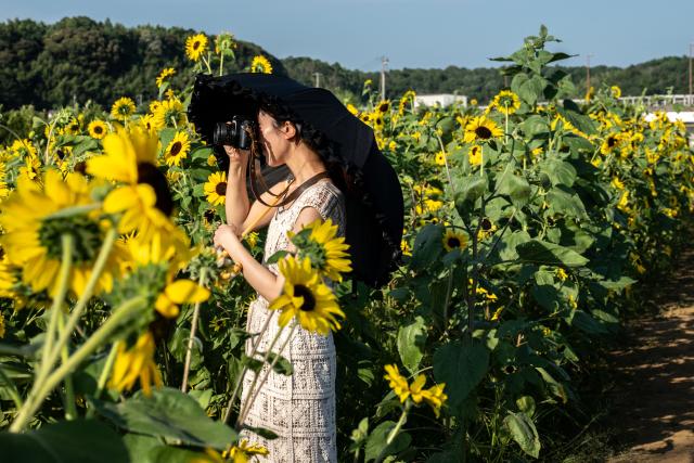 A woman takes picture in a sunflower field at Sakura Furusato Square in Sakura City, Chiba prefecture on July 20, 2026. (Photo by Philip FONG / AFP)