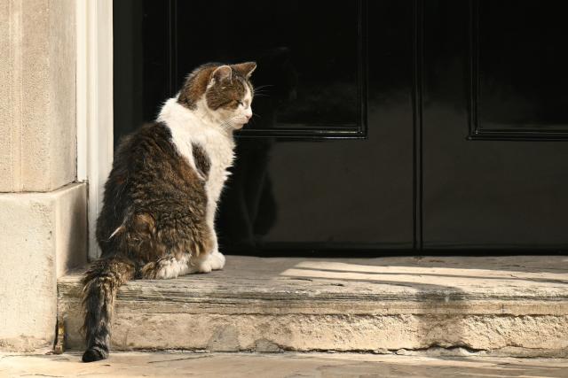 Larry the 10 Downing Street cat, waits to be let in, central London on July 20, 2026. (Photo by Oli SCARFF / AFP)