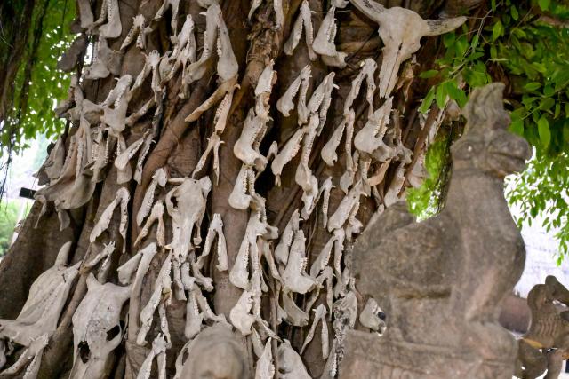 This photo taken on June 25, 2026 shows skulls and jawbones of sacrificial animals mounted on a large tree trunk alongside traditional stone carvings at Kampung Raja Prailiu at Waingapu in East Sumba, East Nusa Tenggara. Two hours from the tourist beaches of Bali, slavery is alive and well on the Indonesian island of Sumba, where people are still being born into bondage. Eight of out 10 of Sumba's population of 685,000 people are Christian but its older "marapu" belief system, that blends animism and ancestor worship, has deep roots. It divides society into three castes, "the nobles, called 'maramba' -- often large landowners -- ordinary people called 'kabihu' and the slaves/servants, the atas," said rights activist Martha Hebi, author of several studies on the subject. (Photo by BAY ISMOYO / AFP) / To go with Indonesia-Sumba-slavery, SPECIAL REPORT by Eric Bernaudeau